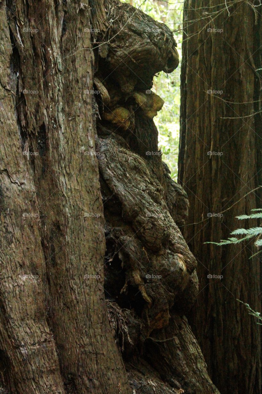 Man Trapped In a Redwood