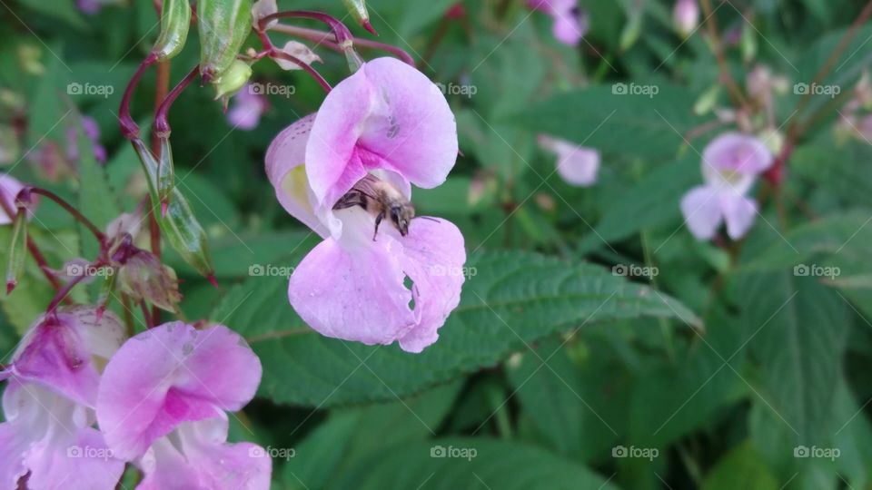 honeybee in a wild orchid