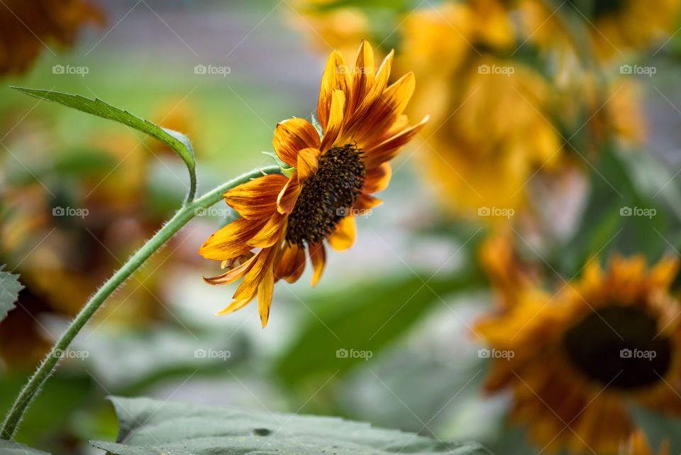 sunflowers bees and bumblebees