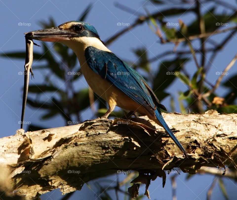 Sacred Kingfisher