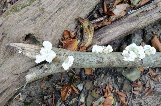 Mushroom Stairs