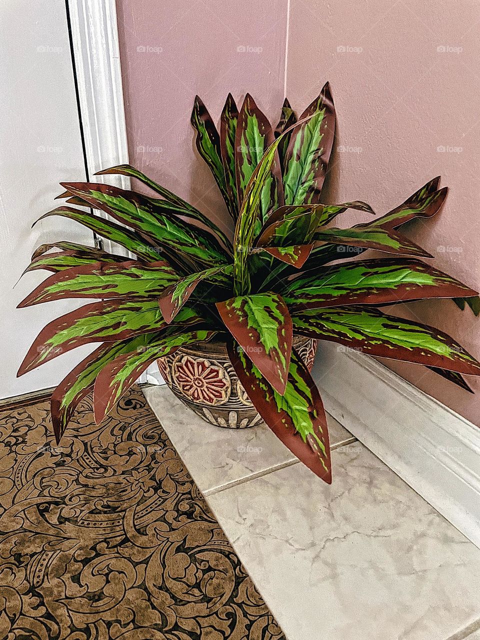 House plant in an ornate pot by the door, beautiful red and green house plant, plant with matching pot, indoor house plant, growing plants indoors, smartphone photography 