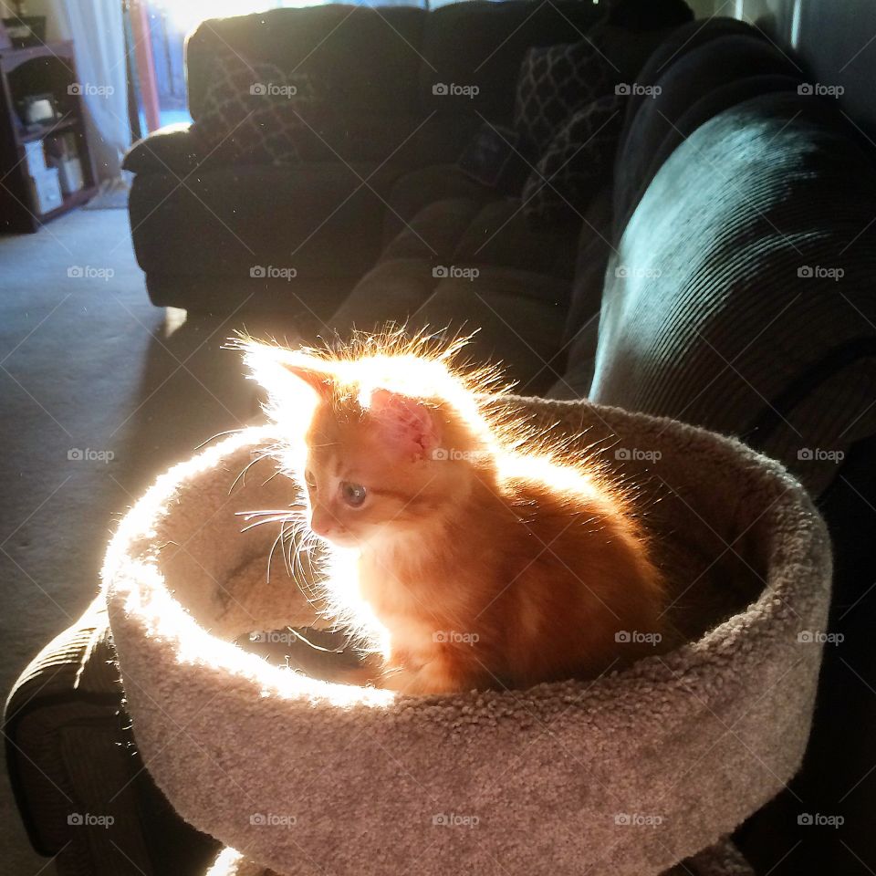 Sun kitty 