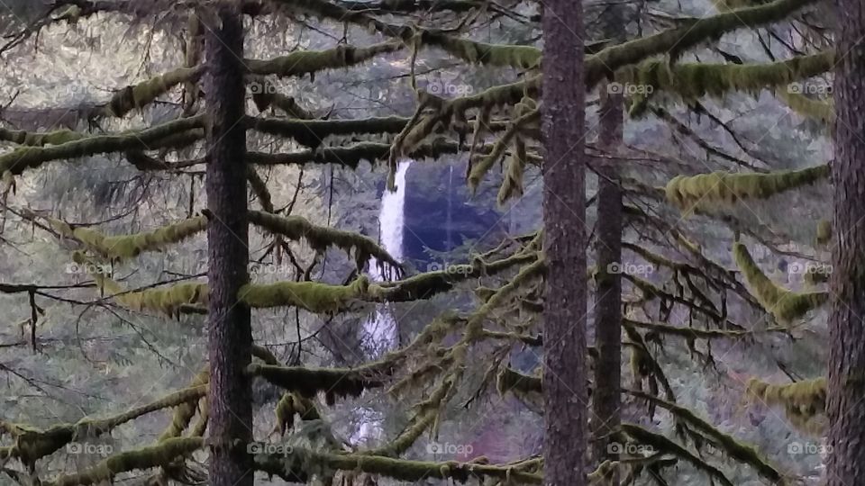 By Multnomah Falls. Took a hike one day to enjoy nature
