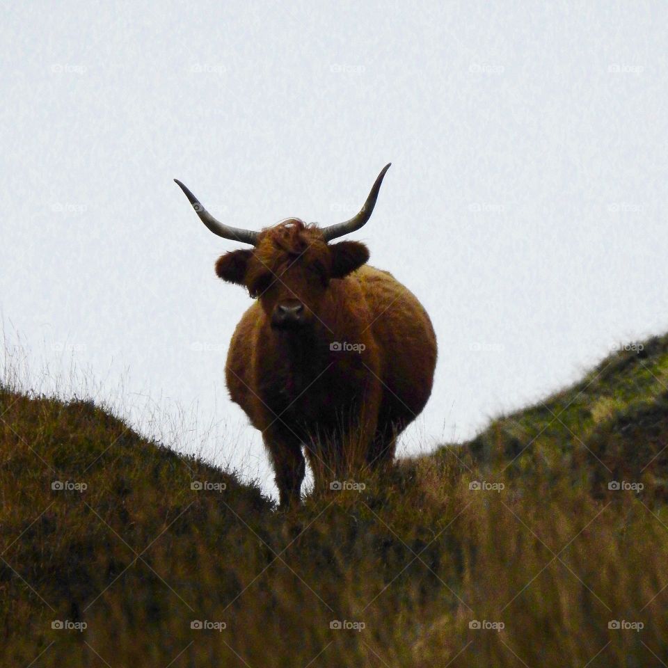 Highland cattle on top of rhe hill