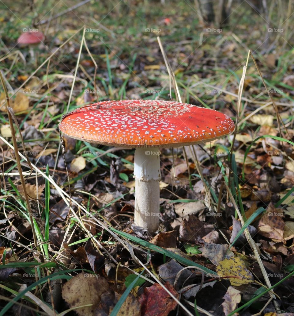 🍄Мухомор🍄