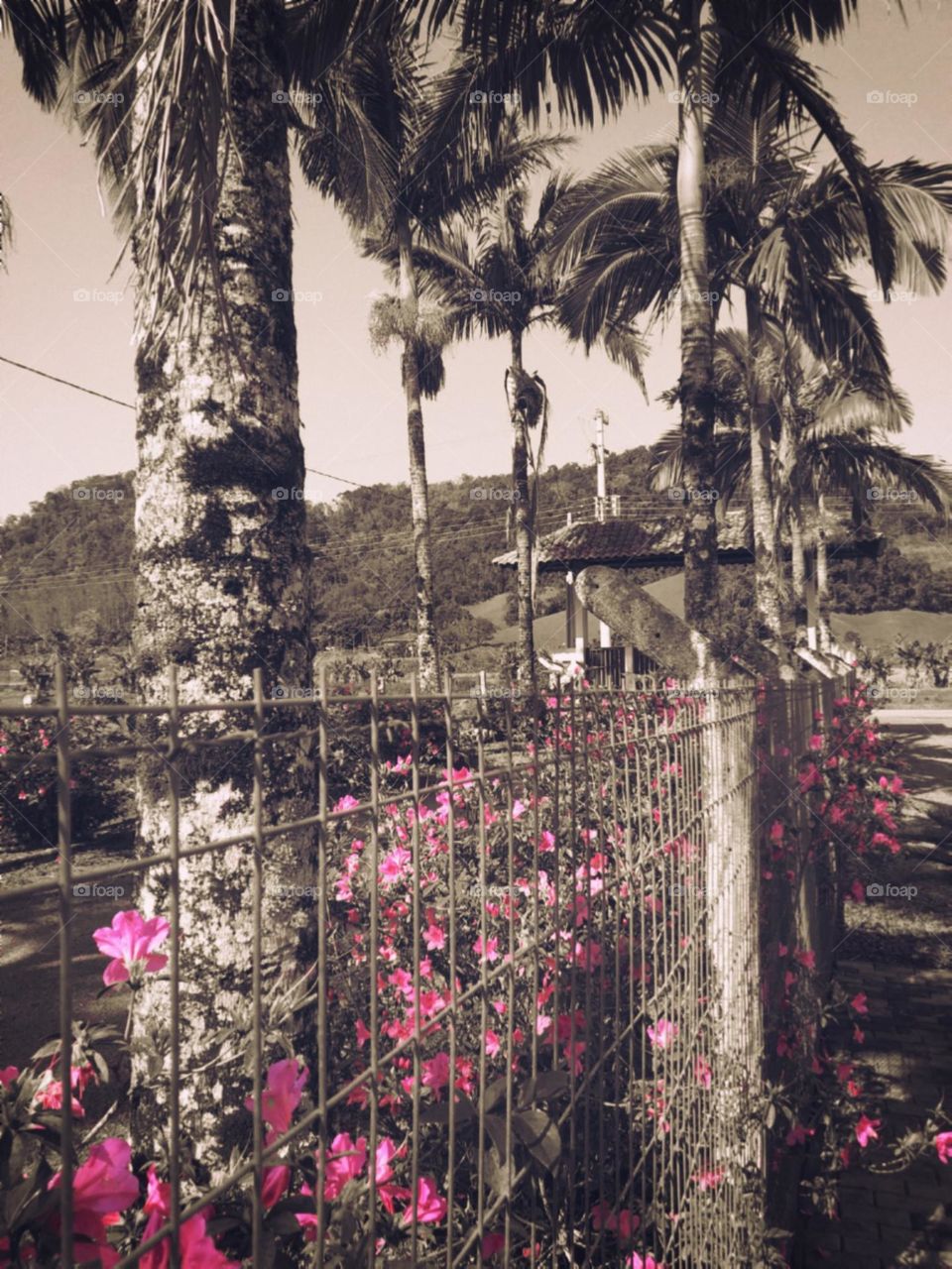 Azaleias destacando sua cor sobre as palmeiras e a estrada para lugar nenhum.