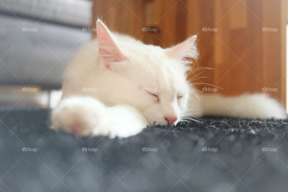 Cat sleeping