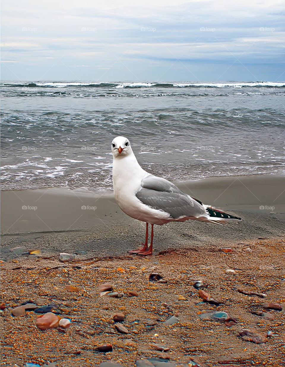 Seagull