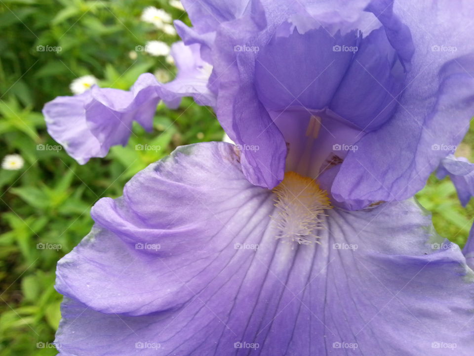 Purple Iris Close-up. A close-up of a little iris.