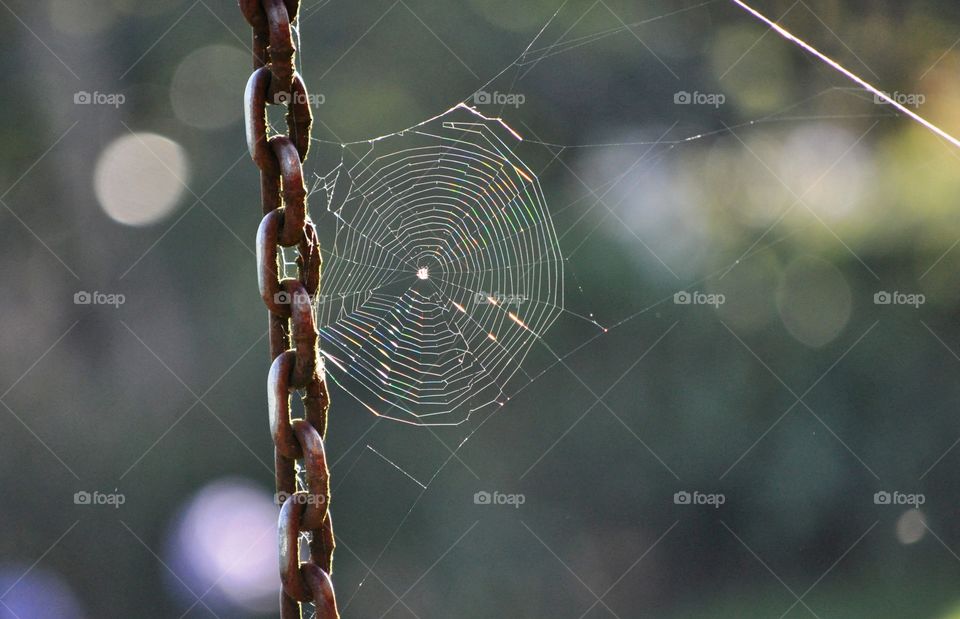 Spiderweb attached with metal chain