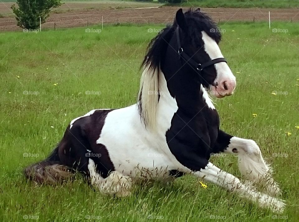 my ponys morning stretch