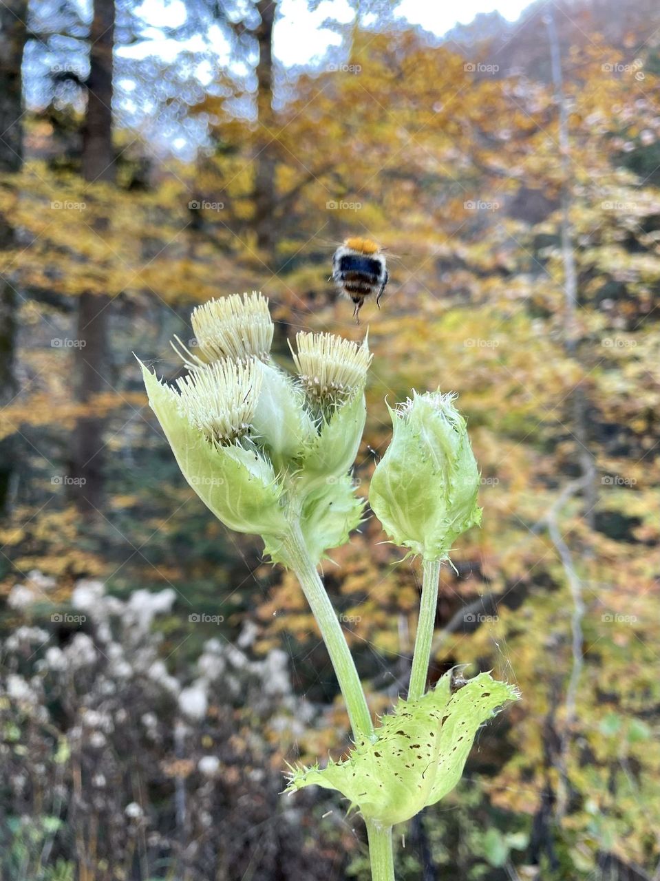  Bumblebee over a flowers. Autumn 🍂