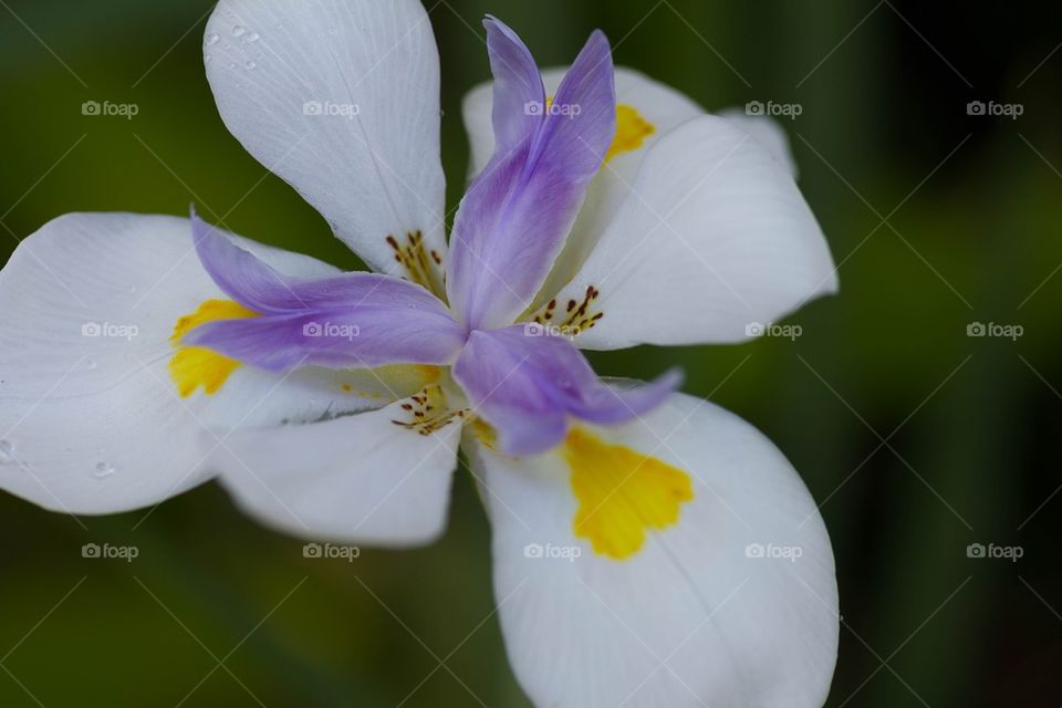 Macro Flower