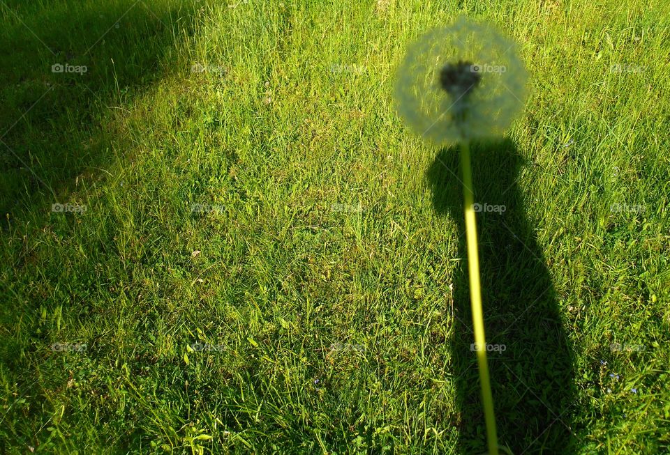 Grass, Lawn, Hayfield, Field, Garden