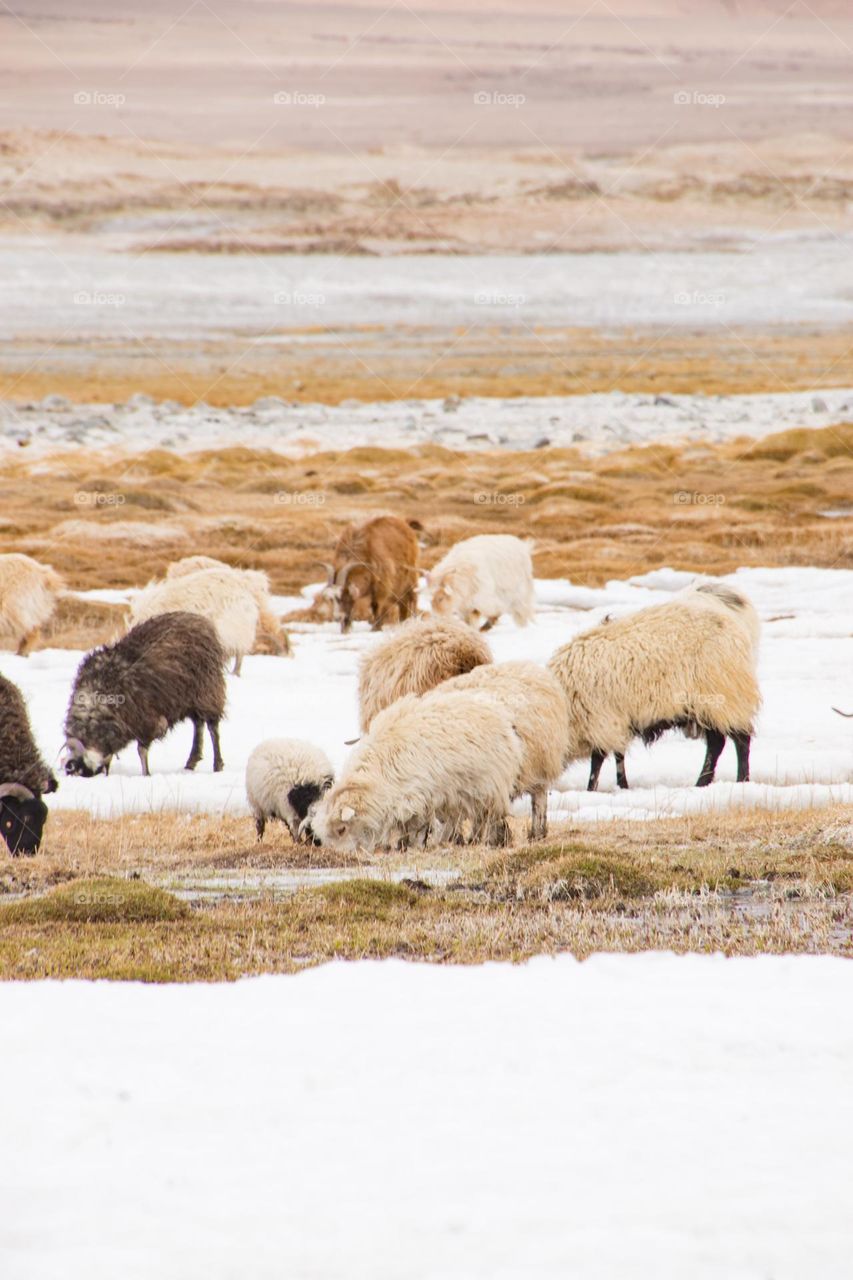 sheep on the frozen lake