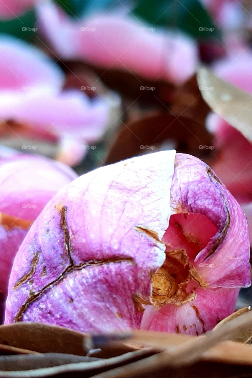 close up of flower bud fallen to the ground before it had a chance to bloom. high winds and cold temperatures took a toll on new growth.