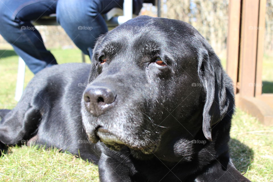 Sunbathing dog. My dearly departed labrador, named Hamlet
2004/30/01-2015/07/30
Forever loved, forever missed