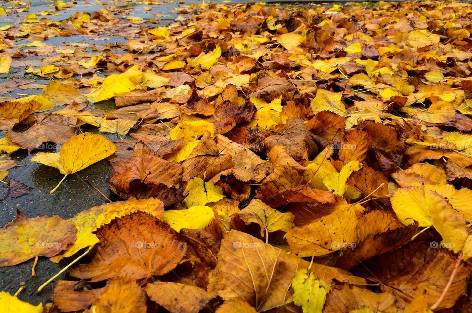 Autum yellow leaves