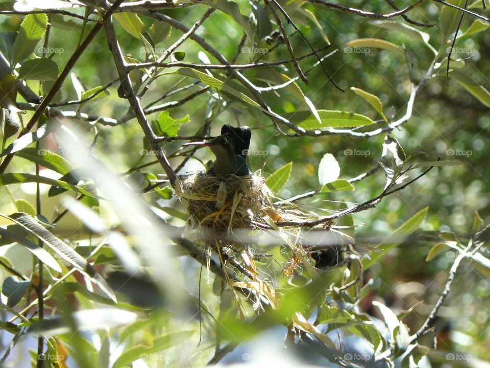 hummingbird