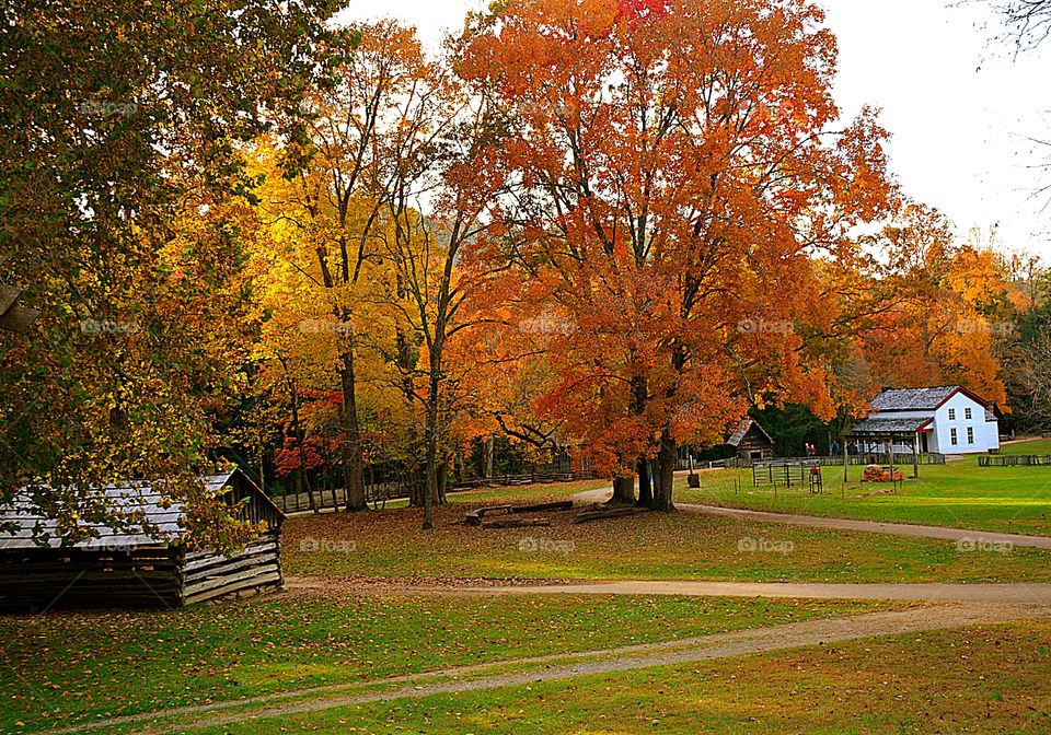 Trees bursting with fall foliage 