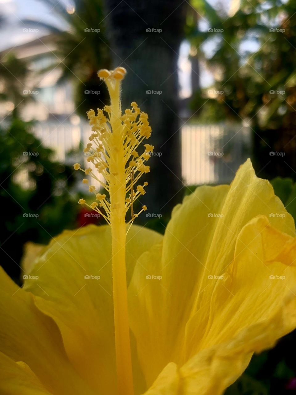 Closeup of a yellow hibiscus growing in front a palm tree at sunset. 