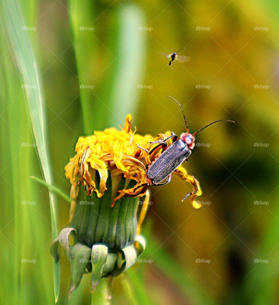 insects in Nature