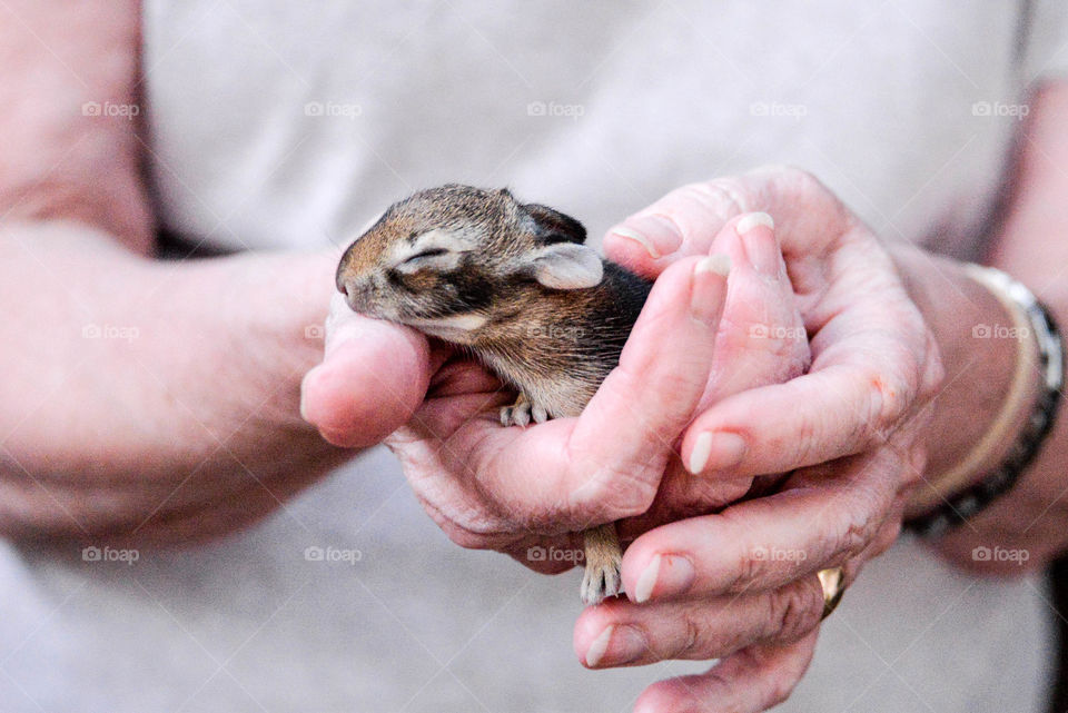 Raising rabbits