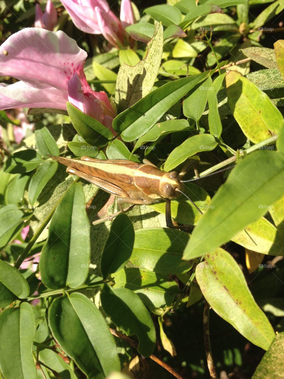 Friendly Garden Grasshopper 