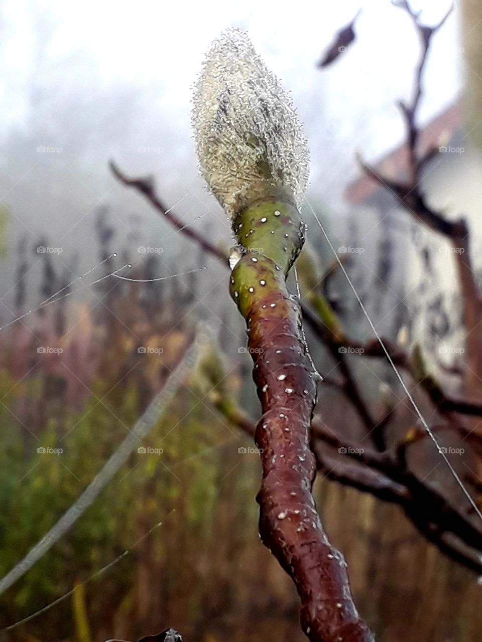 misty  autumn  morning with dew condensing  on magnolia bud and cobweb