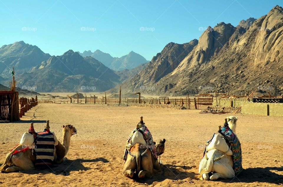 Camels resting