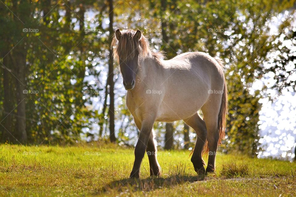 Horse in grassy land