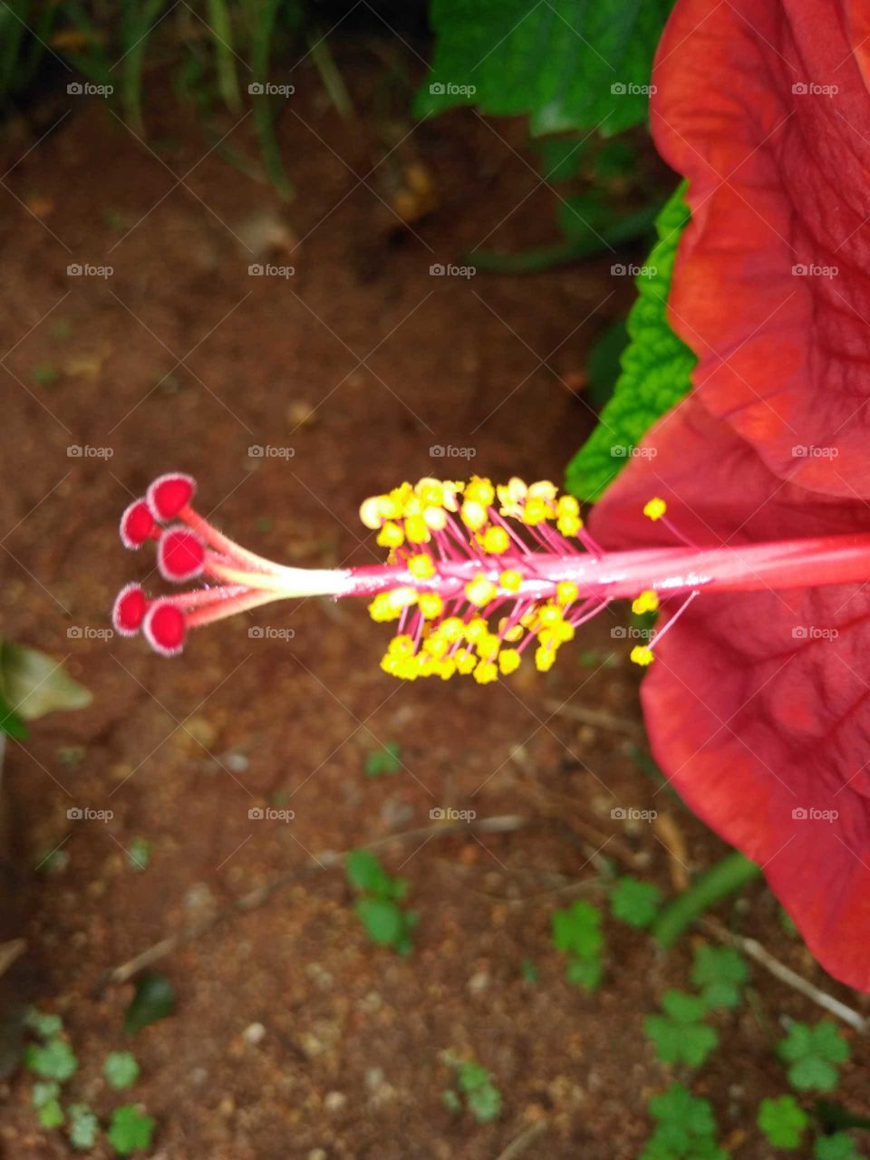 stylus of a red hibiscus flower