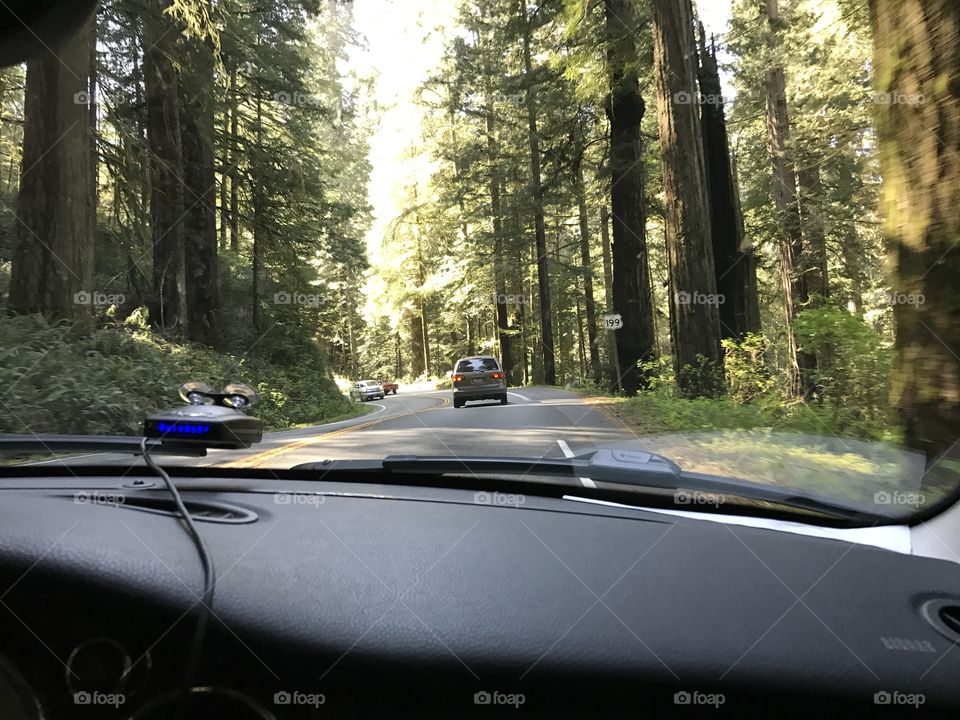 Driving through forest