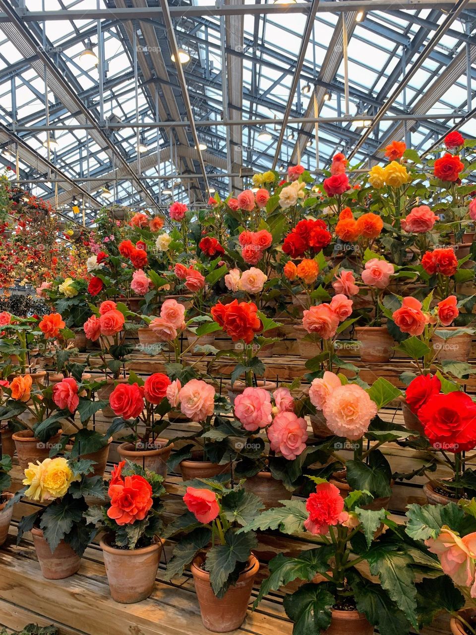 Potted rose in the green house 
