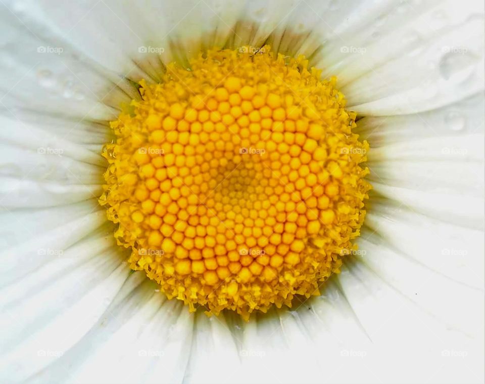 Macro of a white daisy's yellow stamens and petals covered with water drops in Kéravéon park in Erdeven