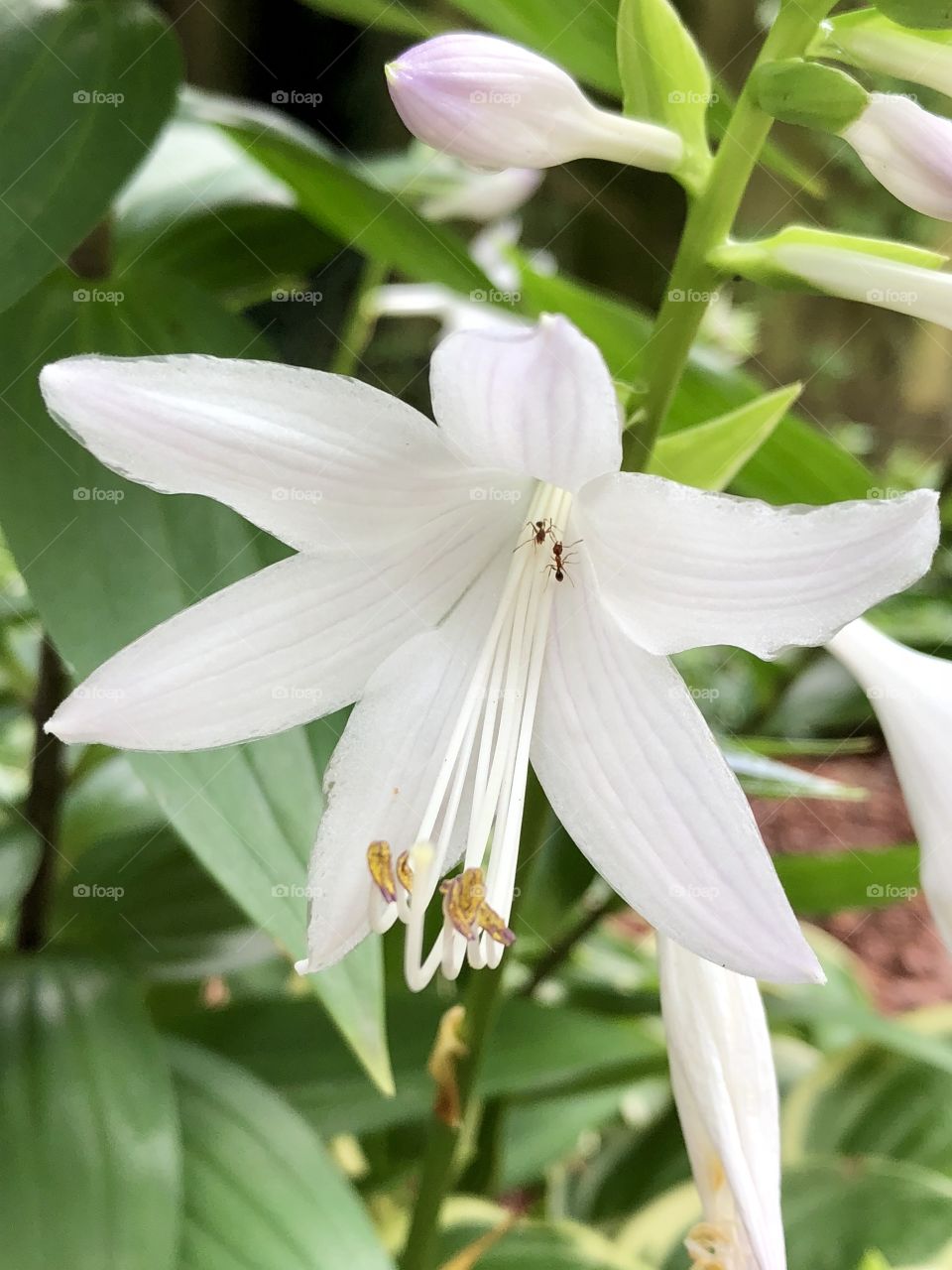 Lovely white lilies, tiny and tender, perfume the air around me. Cream overflows throughout the edges of greenery.
