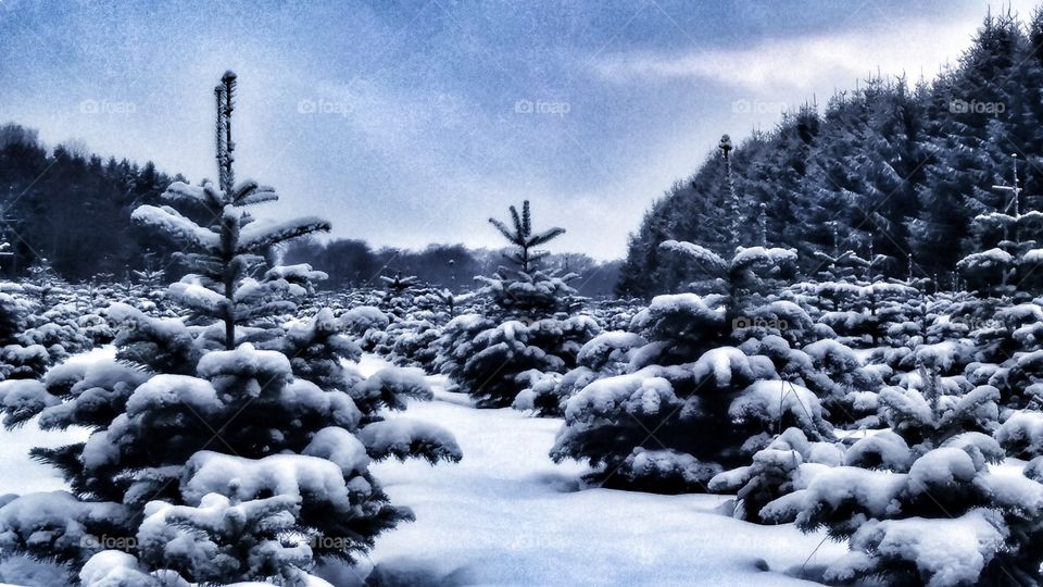 Snowy Landscape, Snow covered Trees
