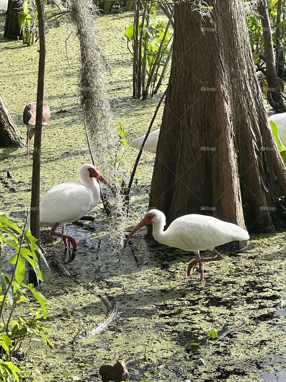 Heron Birds walking in Swamp waters at state park 