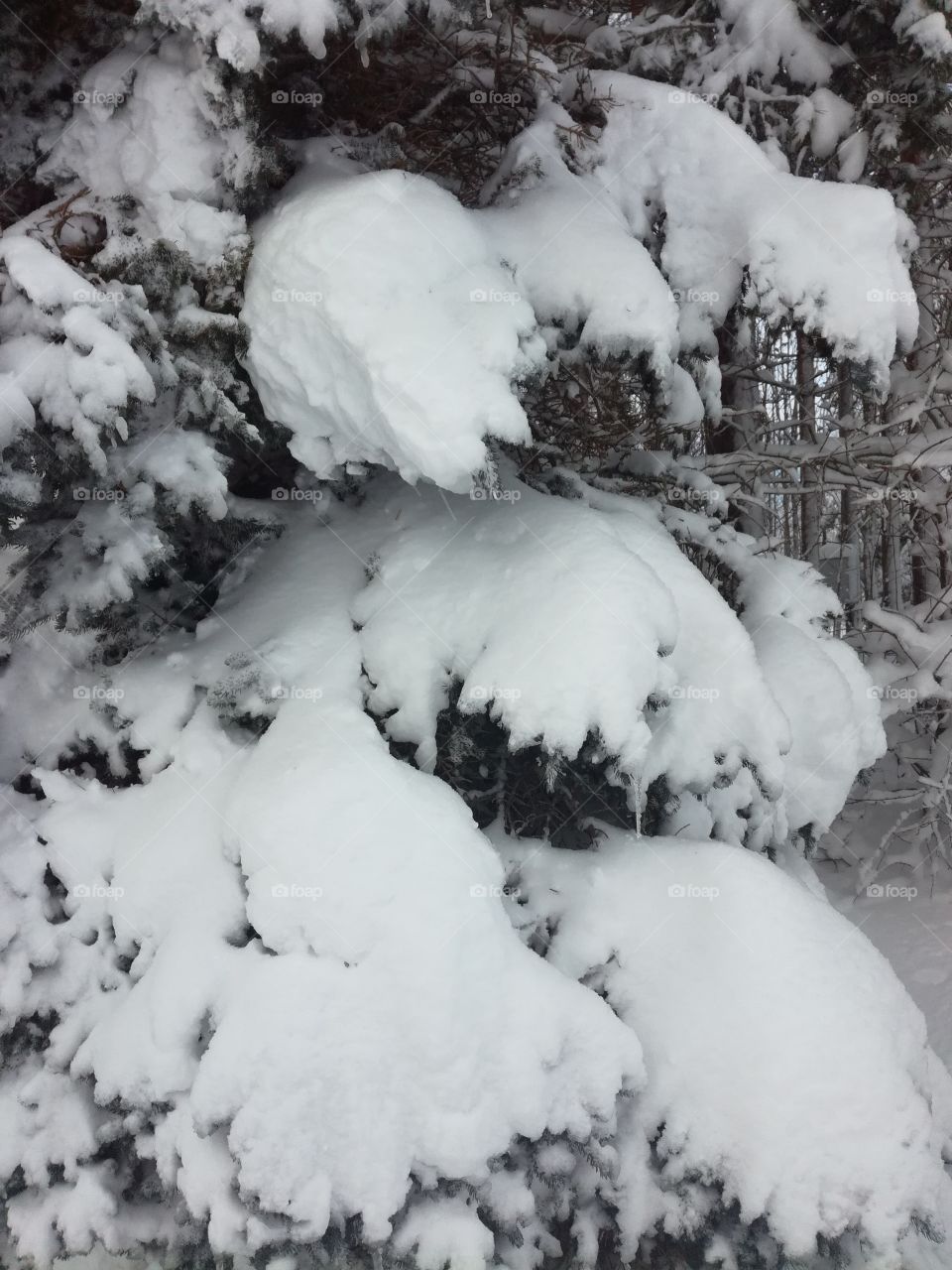Branches heavy with snow