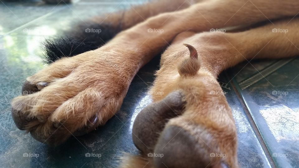 Seeing somepart strange on my dog leg. Just like she is ready to hook the enermy all the time! Watch out guys!