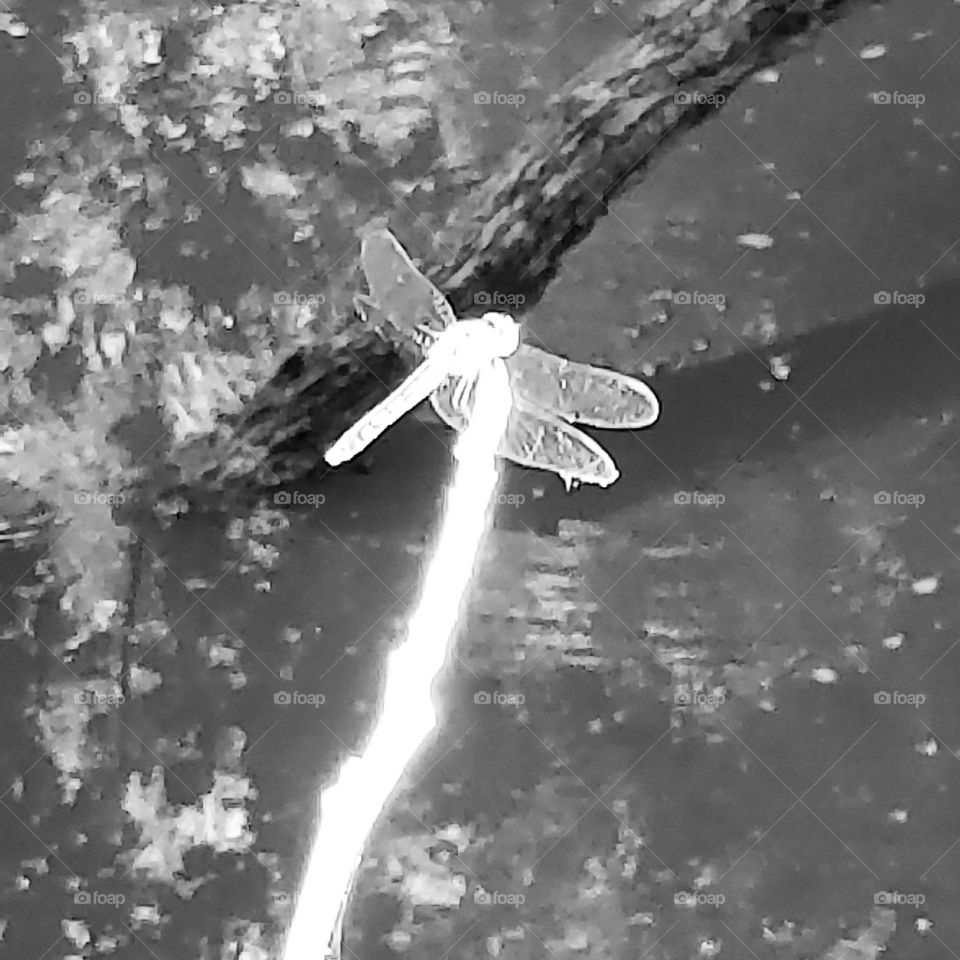 dragonfly