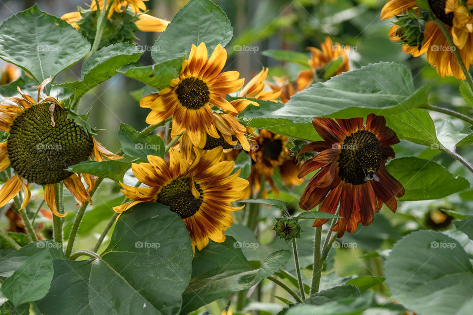 sunflowers bees and bumblebees