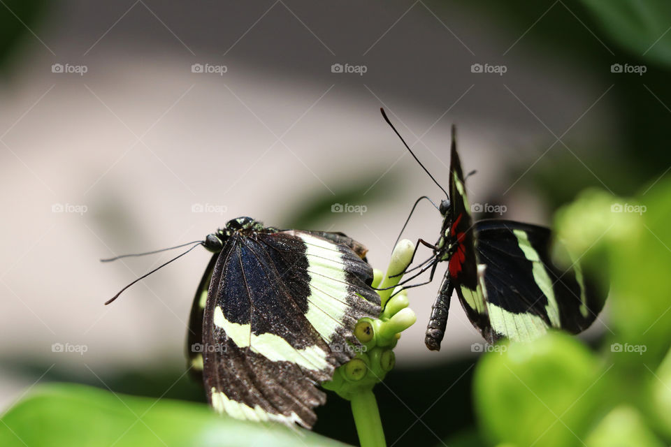 A pair of Sara Lonwings