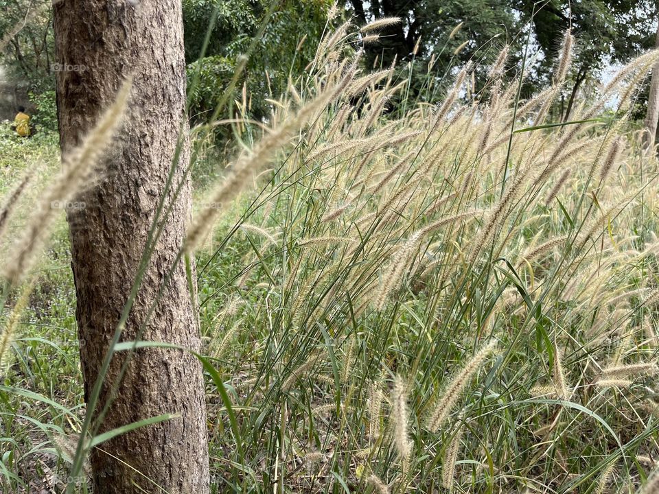 Urban Nature : Plants.