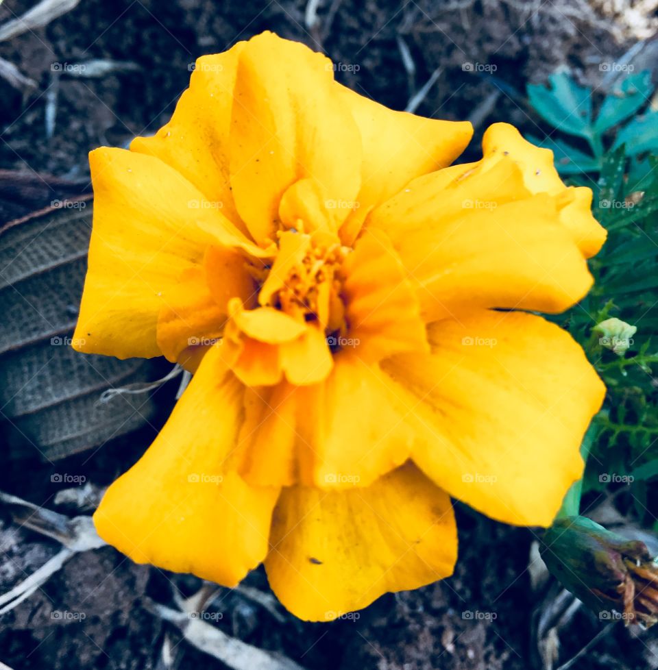 Fim de #cooper!
Suado, cansado e feliz, alongando e curtindo a beleza das #flores amarelas do #jardim (clique de ontem, pois a chuva está forte agora, às 05h).