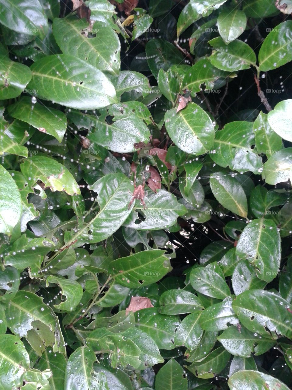 hedge spider, Tacoma, WA