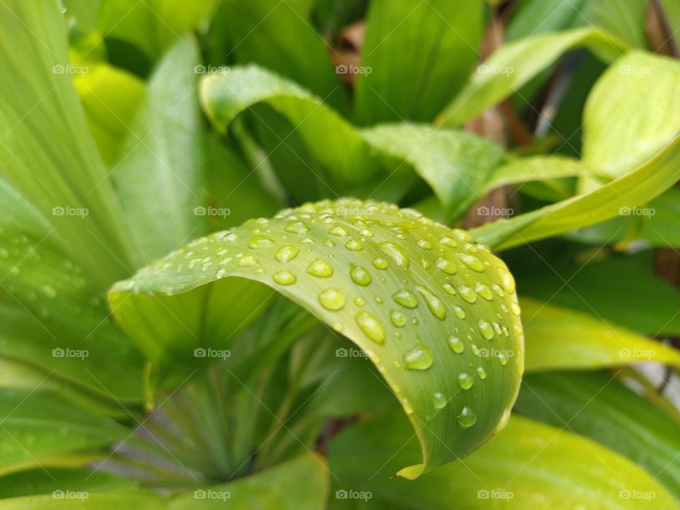 beautiful green leaves showered with rain drops