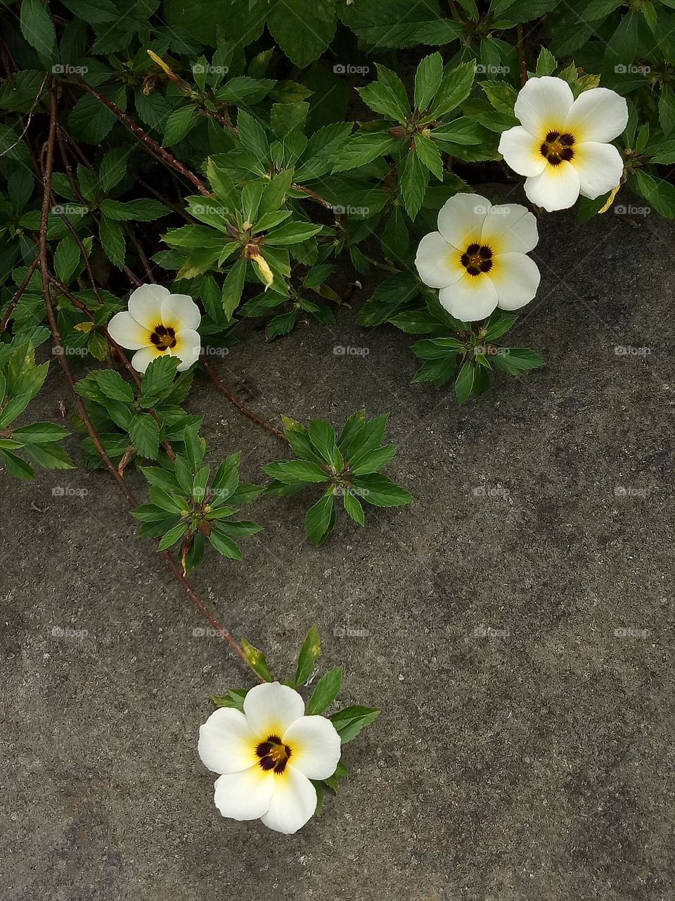 Turnera ulmifolia is a species of flowering plant of the eight o'clock flower genus. Recent research has shown that this plant contains antibiotic activity against methicillin-resistant Staphylococcus aureus