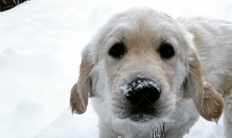 Snow Dog